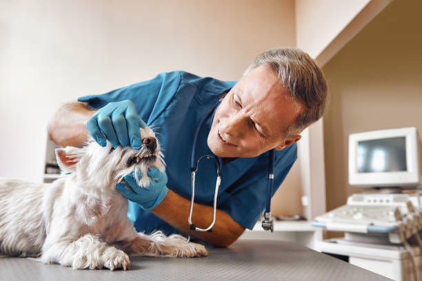 Best Emergency Dentist for Special Needs Patients in Spring Mount, PA